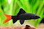 LABEOS BICOLOR 3 A 4CM - Imagem 1