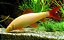 LABEO FRENATUS ALBINO 3 a 4cm - Imagem 1