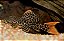 CASCUDO  LEOPARDO L14 4 A 6CM - Imagem 1