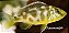 VENUSTUS 4 a 6cm - Imagem 1