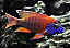 AULONOCARAS RED RUBY 6 a 8cm - Imagem 1