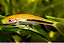 COMEDOR DE ALGA GOLD 4 a 6cm - Imagem 1