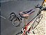 Bicicleta Specialized Transition vermelha/cinza - Tam. 52 - USADA - Imagem 10