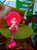 Bonecas - Imagem 10