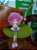 Bonecas - Imagem 4