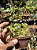 Utricularia Graminifolia - Imagem 2
