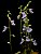 Utricularia Calycifida - Imagem 1