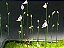 Utricularia Arenaria - Imagem 2