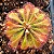 Drosera Tokaiensis - Imagem 1