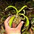 Nepenthes Bill Bailey - BE3820 (Singalana x Ventricosa) - Imagem 9