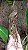 Nepenthes x Mixta x Khasiana - Imagem 2