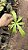 Nepenthes Burkei - Imagem 4