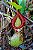 Nepenthes Burkei - Imagem 1