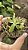 Nepenthes Northiana - Imagem 4
