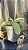 Nepenthes Hookeriana - Imagem 2