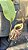 Nepenthes Hookeriana - Imagem 1