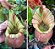 Nepenthes Veitchii Bario Candy Red - Tamanho médio - Imagem 1