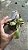 Nepenthes Robcantleyi x Ovata - Imagem 5