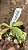 Nepenthes Robcantleyi x Ovata - Imagem 3