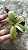 Nepenthes Mira - Imagem 3
