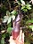 Nepenthes Izumiae BE-3925 - Imagem 2