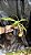 Nepenthes Ventricosa - Imagem 1