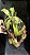 Nepenthes Graciliflora - Imagem 1