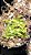 Nepenthes Truncata - Imagem 4