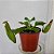 Nepenthes Truncata Green striped peristomio FPF - 0032 - Imagem 2