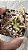 Nepenthes Bicalcarata Laranja - Imagem 3