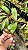 Nepenthes (Mirabilis winged x Ampullaria black miracle) x (Viking x Ampullaria Black Miracle) - Imagem 2