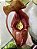 Nepenthes Rajah x Veitchii BE 3730 - Imagem 2