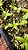 Nepenthes Ampullaria ''Garden Lady'' x Bicalcarata ''Orange'' - Imagem 6