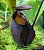 Nepenthes Ampullaria ''Garden Lady'' x Bicalcarata ''Orange'' - Imagem 3