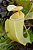Nepenthes Neoguineensis - Imagem 1