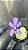 Pinguicula Moranensis - Imagem 3