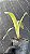 Brocchinea Hectidioides - Imagem 1