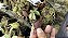 Nepenthes Ampullaria - Imagem 3