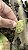Nepenthes Ampullaria - Imagem 4