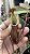 Nepenthes Northiana x [(Lowii x Veitchii x Boschiana) x [(Maxima x Veitchii) x V.eitchii]] - Imagem 1