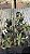 Nepenthes Northiana x [(Lowii x Veitchii x Boschiana) x [(Maxima x Veitchii) x V.eitchii]] - Imagem 2