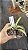 Nepenthes Ventricosa - Imagem 2