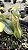 Nepenthes Alata - Imagem 1
