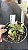 Nepenthes Alata - Imagem 3