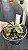 Nepenthes Alata - Imagem 2