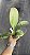 Nepenthes x Miranda - Imagem 1