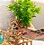 Vaso Sea Grass - Imagem 2