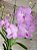 Vanda Siriporn Pink, Soft Pink - Imagem 1