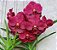 Vanda Mem Ted Carter Burgandy - Imagem 1