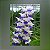 Rhynchostylis Coelestis, Blue (Mini Vanda) - Imagem 1